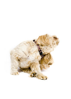 Does Your Dog Need a Hypoallergenic Diet?